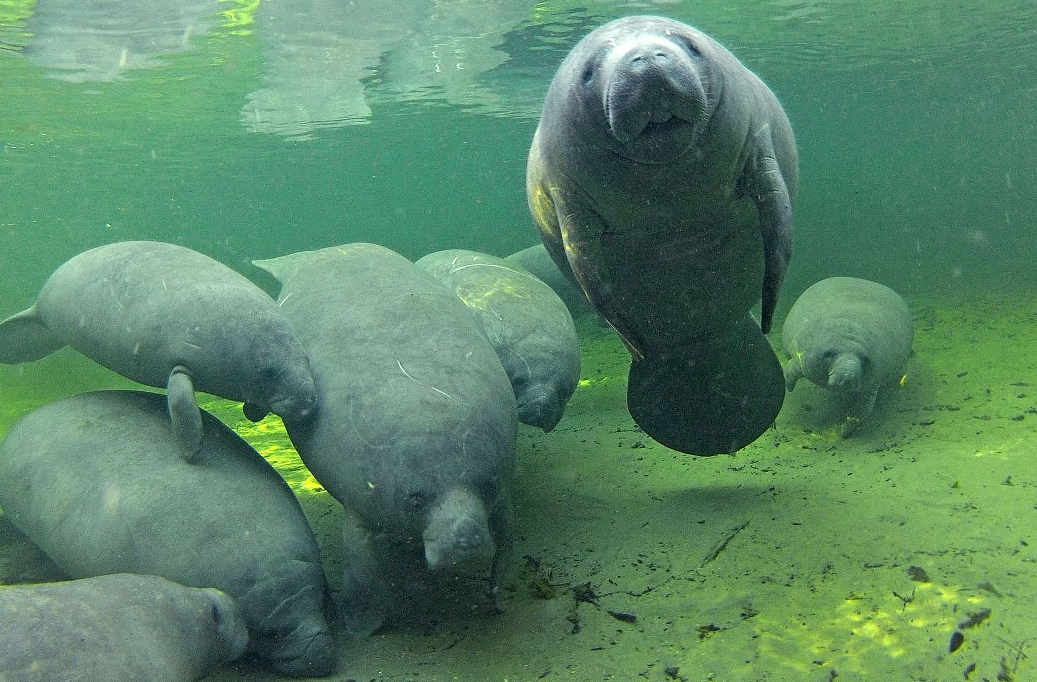 Manatee High Quality Background on Wallpapers Vista