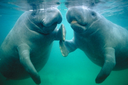 Images of Manatee | 510x340