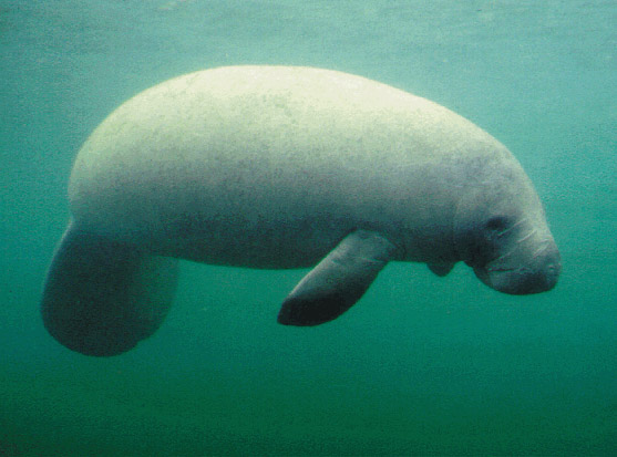 Nice Images Collection: Manatee Desktop Wallpapers