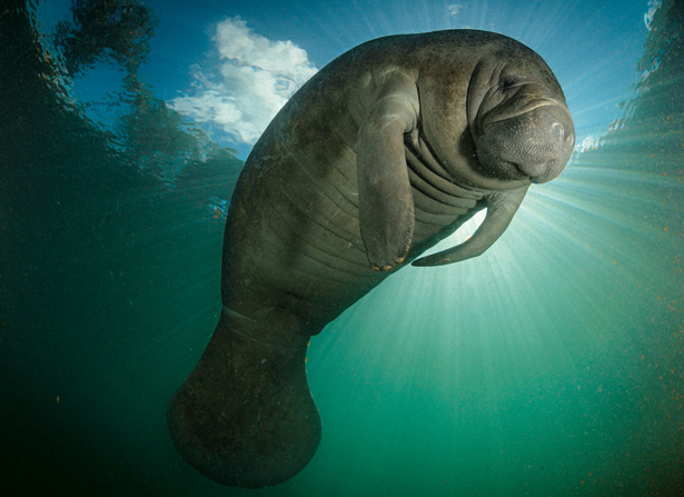 HD Quality Wallpaper | Collection: Animal, 615x447 Manatee