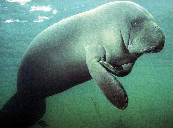 Manatee Backgrounds on Wallpapers Vista