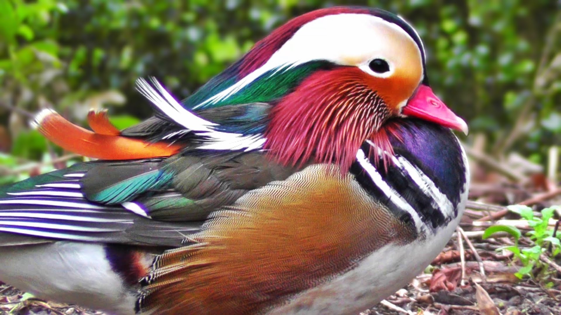 Amazing Mandarin Duck Pictures & Backgrounds