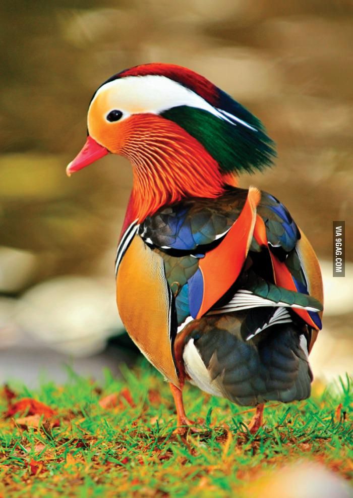 Images of Mandarin Duck | 700x987