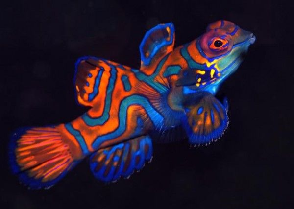 Mandarinfish #23