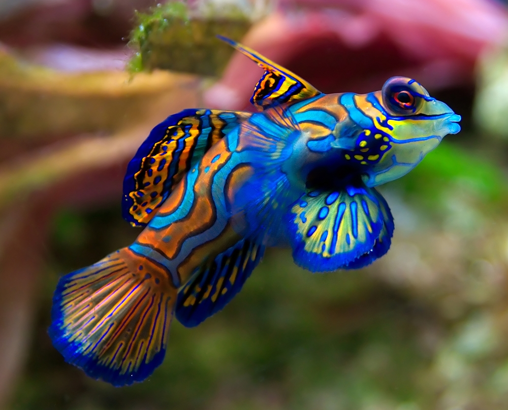 Mandarinfish HD wallpapers, Desktop wallpaper - most viewed