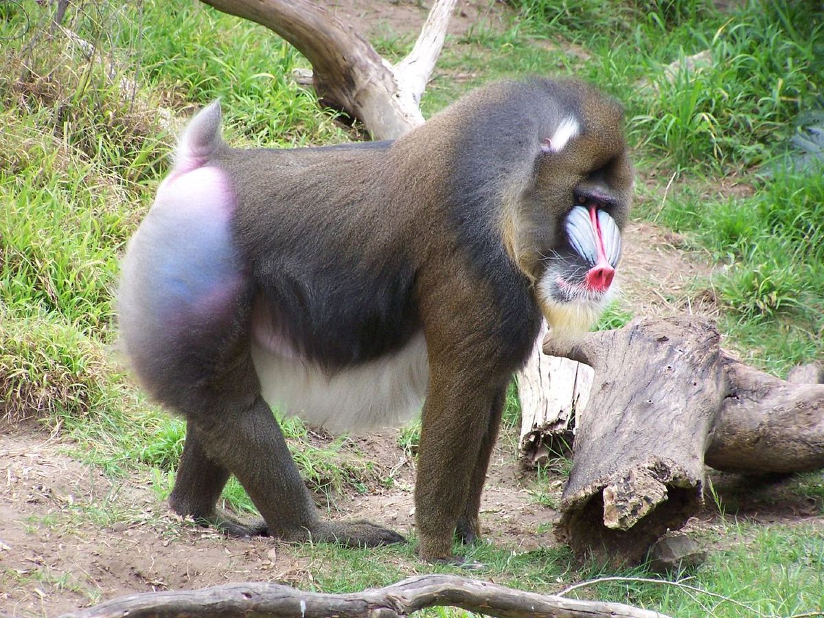 Mandrill High Quality Background on Wallpapers Vista