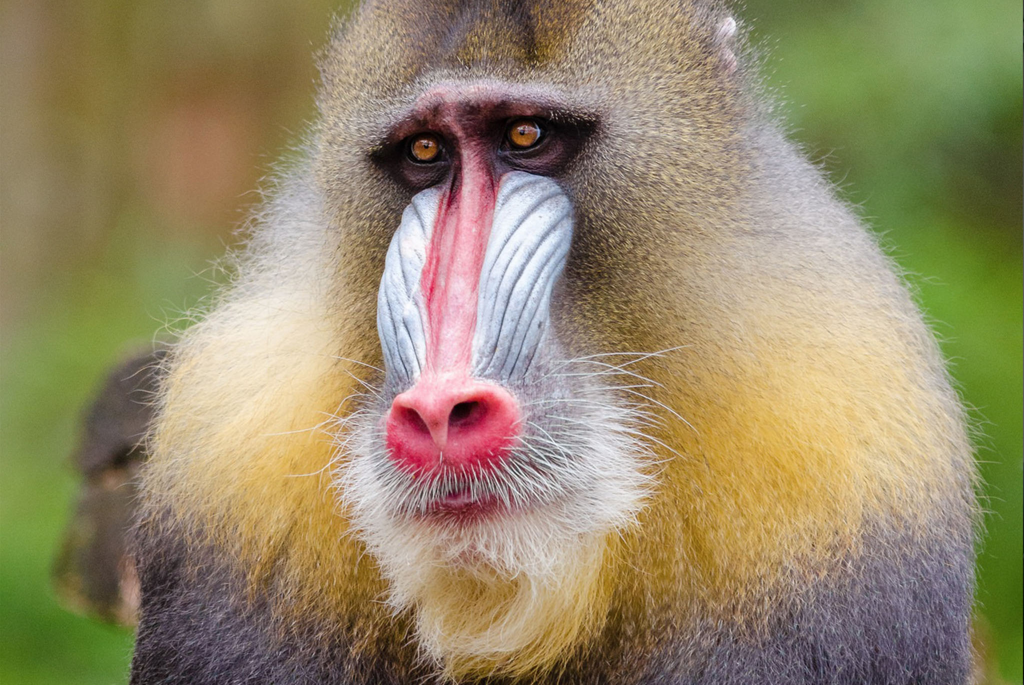 Mandrill High Quality Background on Wallpapers Vista