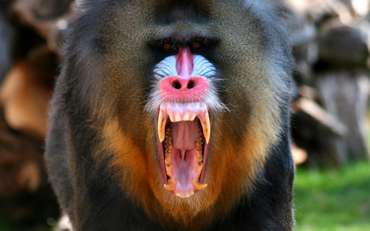 Nice wallpapers Mandrill 1440x900px