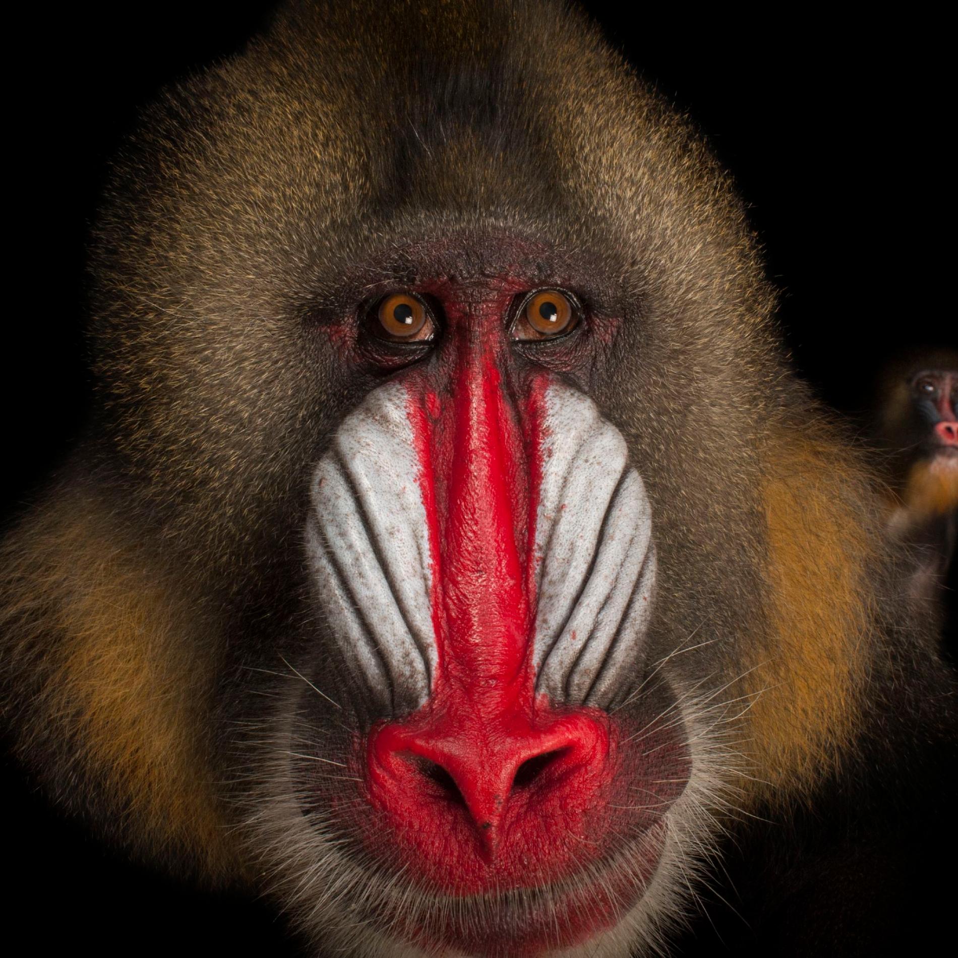 HD Quality Wallpaper | Collection: Animal, 1900x1900 Mandrill