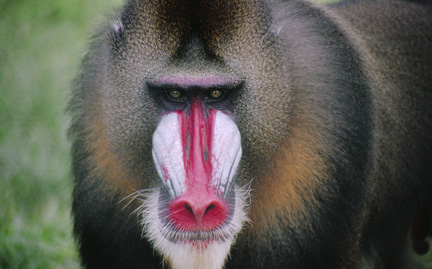 Nice wallpapers Mandrill 432x269px