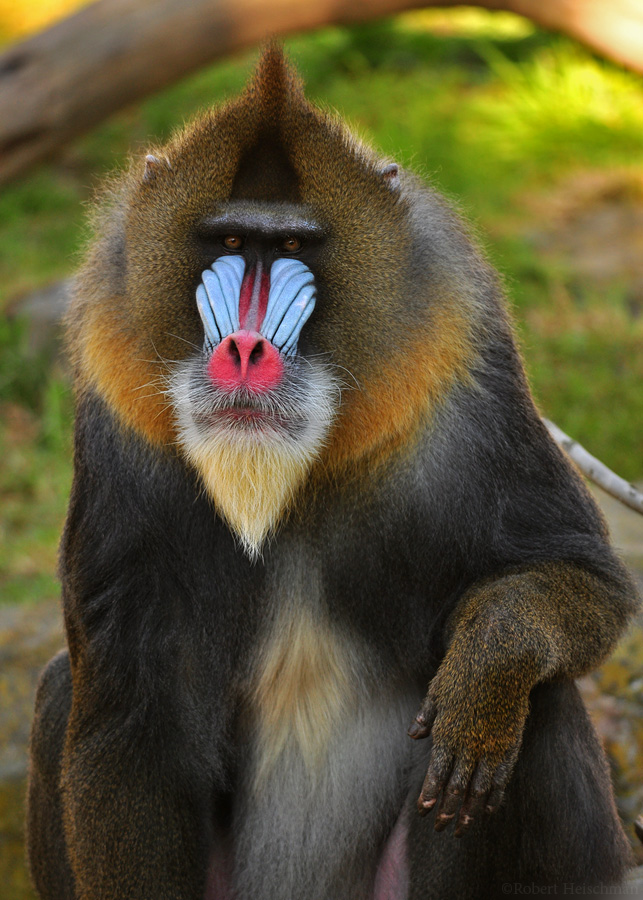 Amazing Mandrill Pictures & Backgrounds