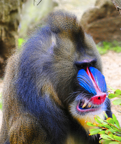 Mandrill Backgrounds on Wallpapers Vista