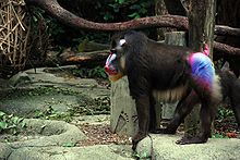 Nice Images Collection: Mandrill Desktop Wallpapers