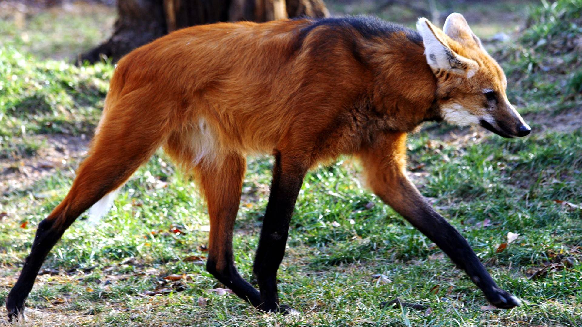Images of Maned Wolf | 1920x1080