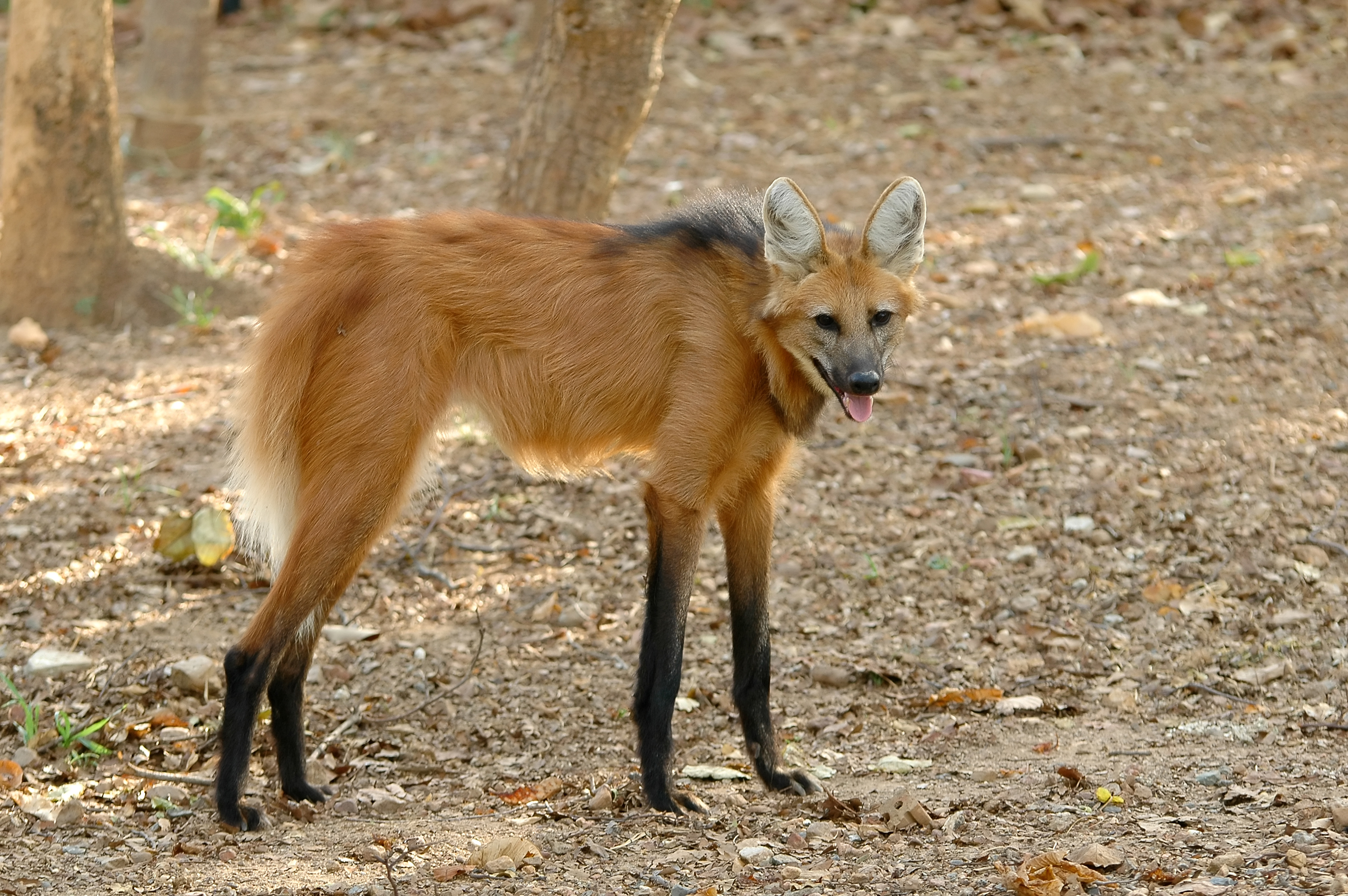 HD Quality Wallpaper | Collection: Animal, 3008x2000 Maned Wolf
