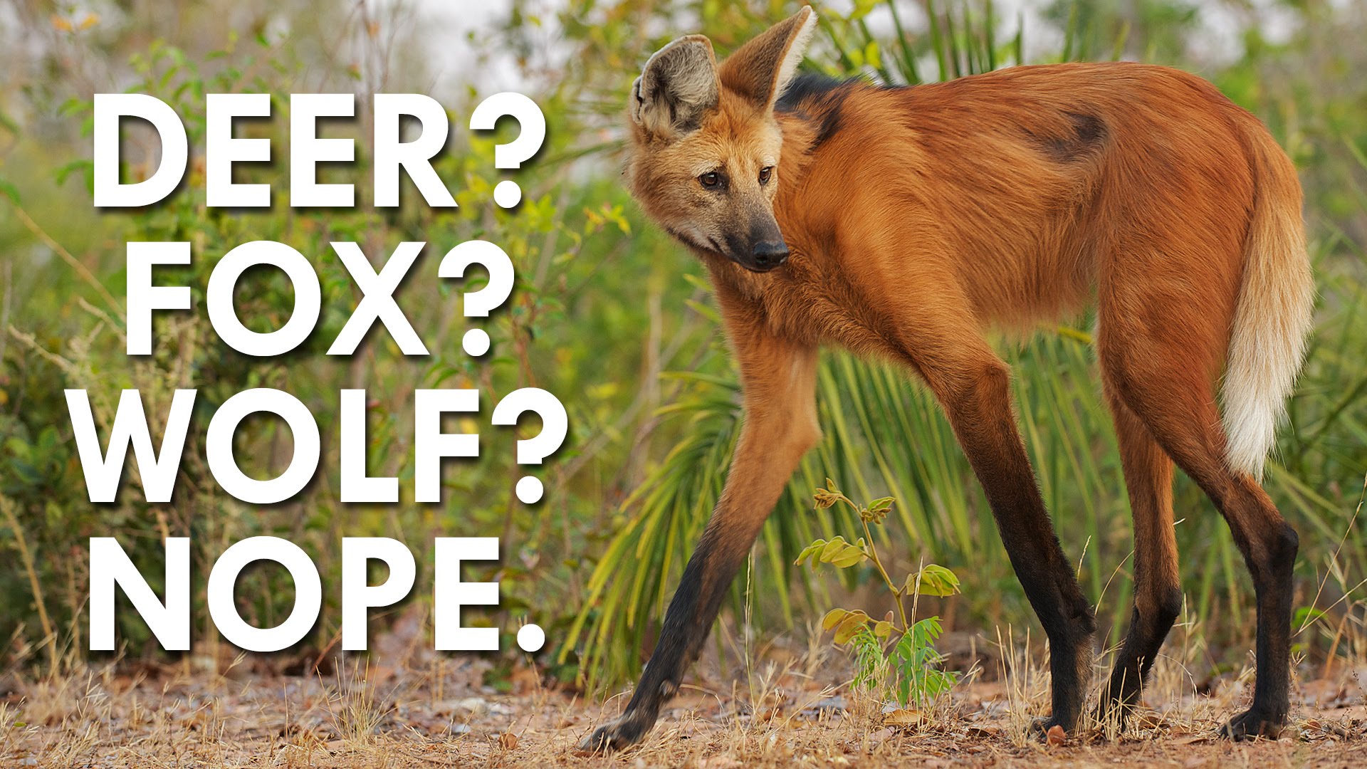 HD Quality Wallpaper | Collection: Animal, 1920x1080 Maned Wolf