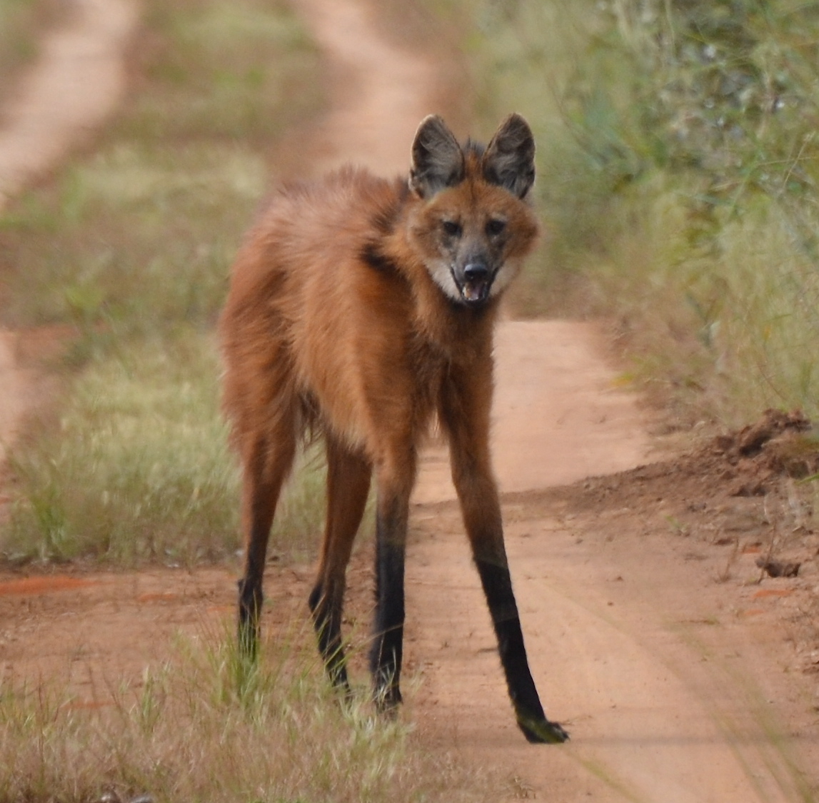 1147x1125 > Maned Wolf Wallpapers