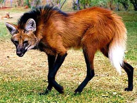 HD Quality Wallpaper | Collection: Animal, 445x337 Maned Wolf