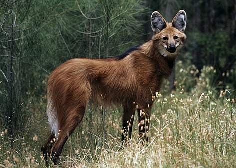 Maned Wolf Backgrounds, Compatible - PC, Mobile, Gadgets| 472x336 px