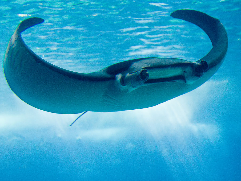 Manta Ray Backgrounds on Wallpapers Vista