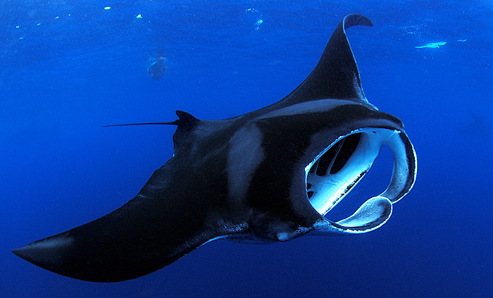 Amazing Manta Ray Pictures & Backgrounds