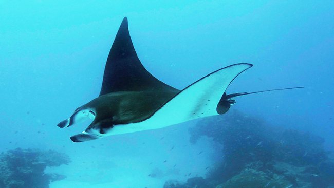 Nice Images Collection: Manta Ray Desktop Wallpapers
