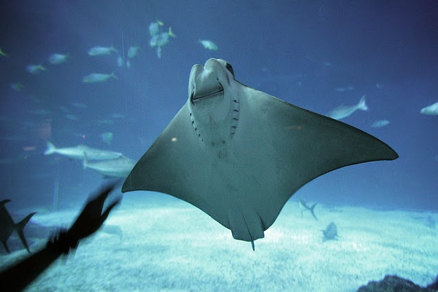 Amazing Manta Ray Pictures & Backgrounds