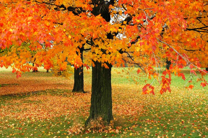 Amazing Maple Tree Pictures & Backgrounds