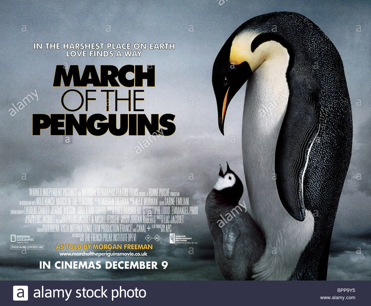 Images of March Of The Penguins | 1300x1070