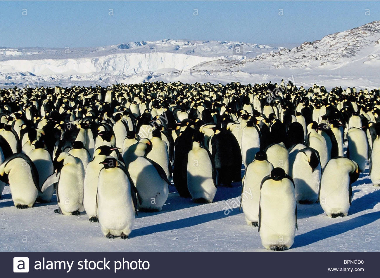 March Of The Penguins #5