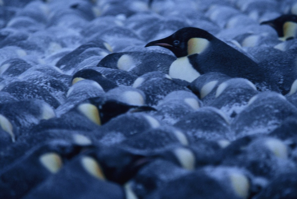 Images of March Of The Penguins | 1200x805
