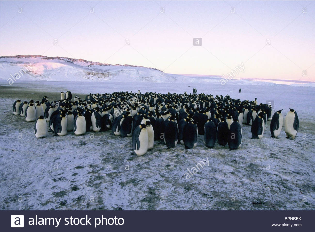 March Of The Penguins #6