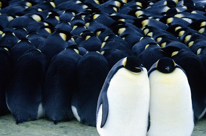 Nice wallpapers March Of The Penguins 714x474px