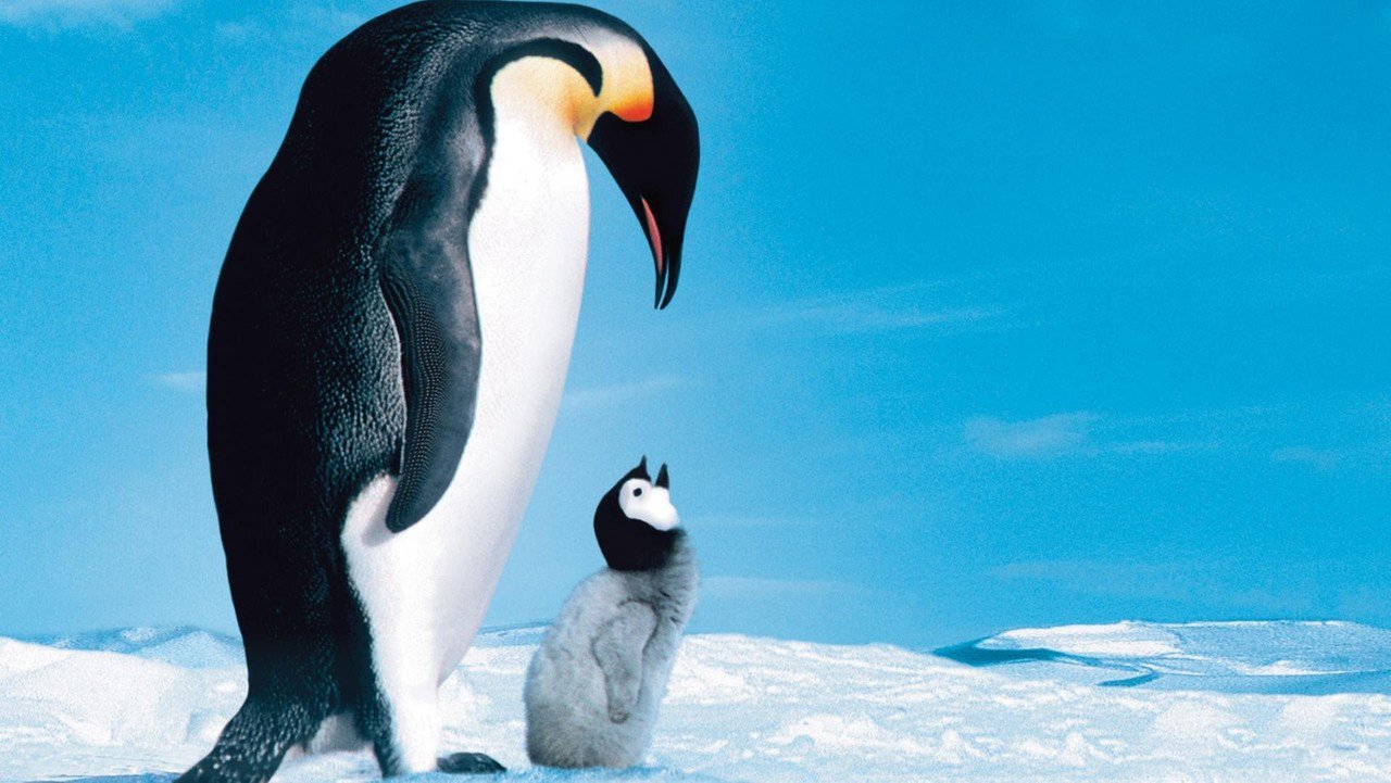 Nice wallpapers March Of The Penguins 1280x721px