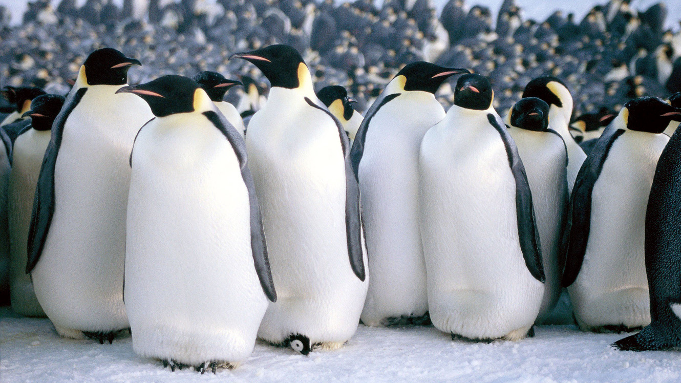 March Of The Penguins HD wallpapers, Desktop wallpaper - most viewed
