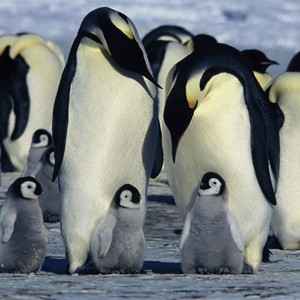 Images of March Of The Penguins | 300x300