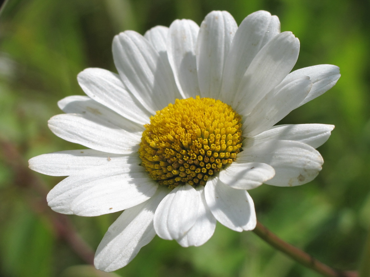 Marguerite Pics, Earth Collection