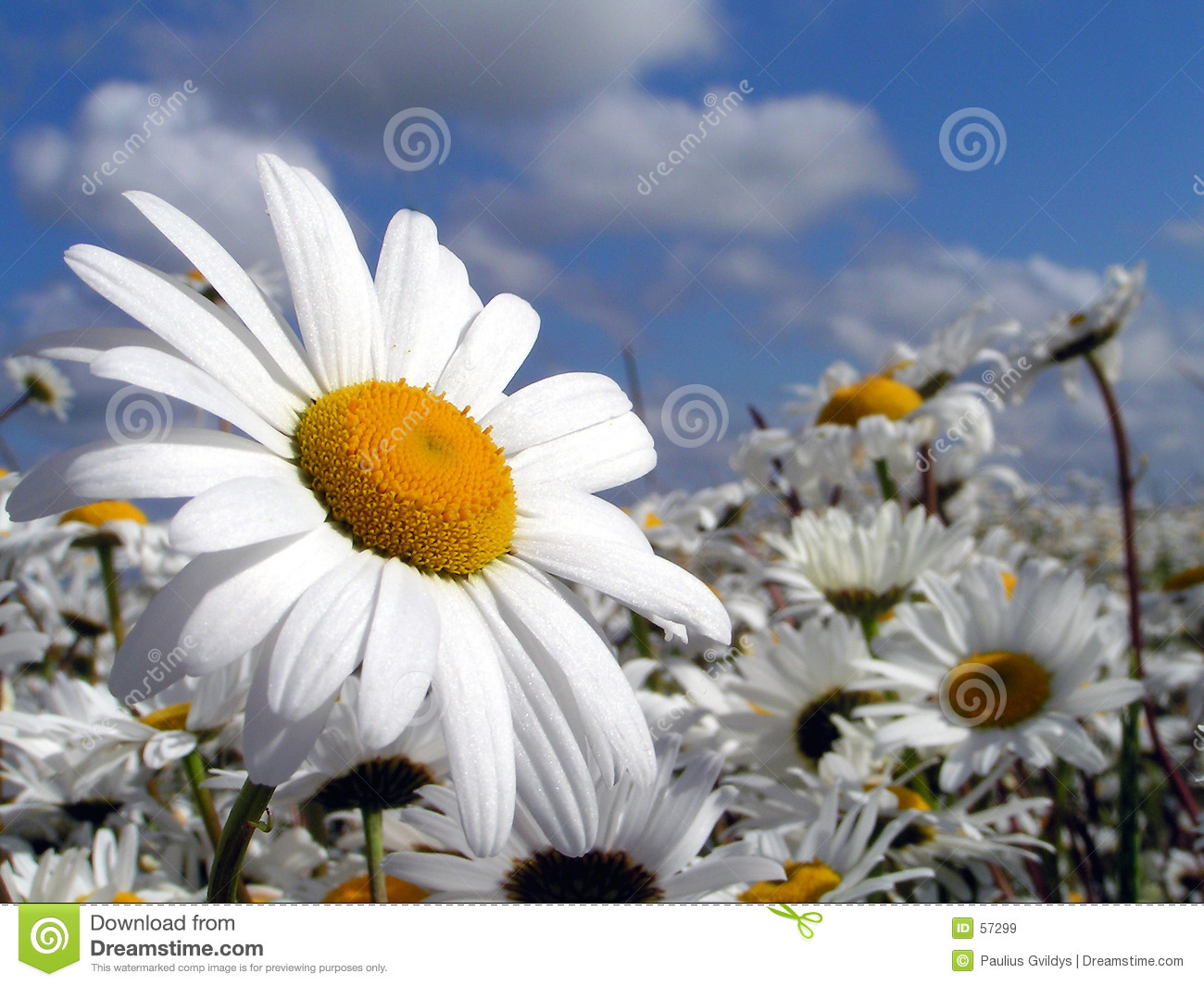 Marguerite Backgrounds on Wallpapers Vista