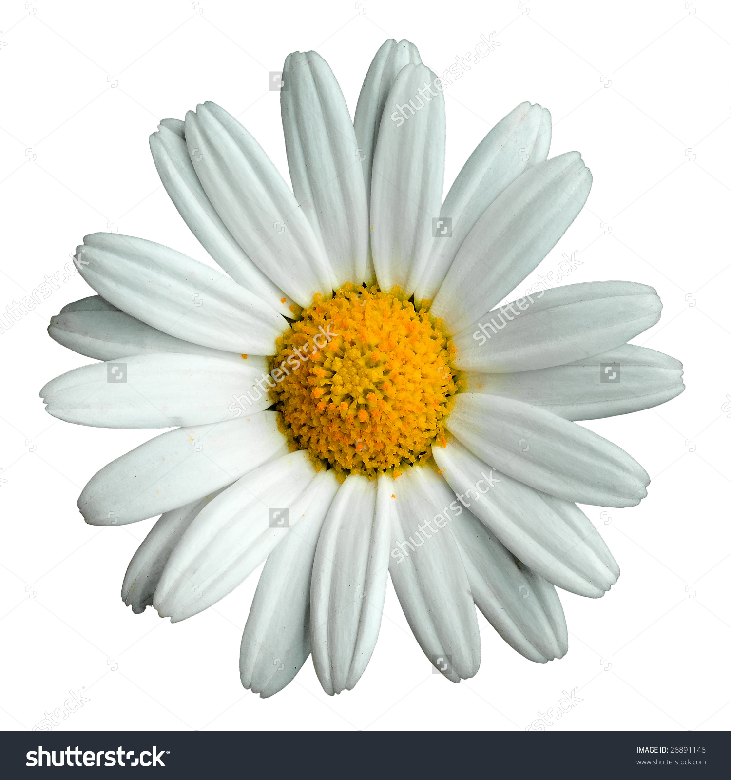 Images of Marguerite | 1500x1600