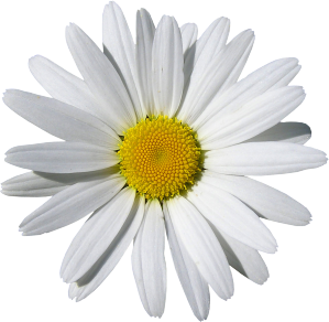 Marguerite High Quality Background on Wallpapers Vista