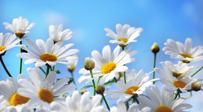 Amazing Marguerite Pictures & Backgrounds