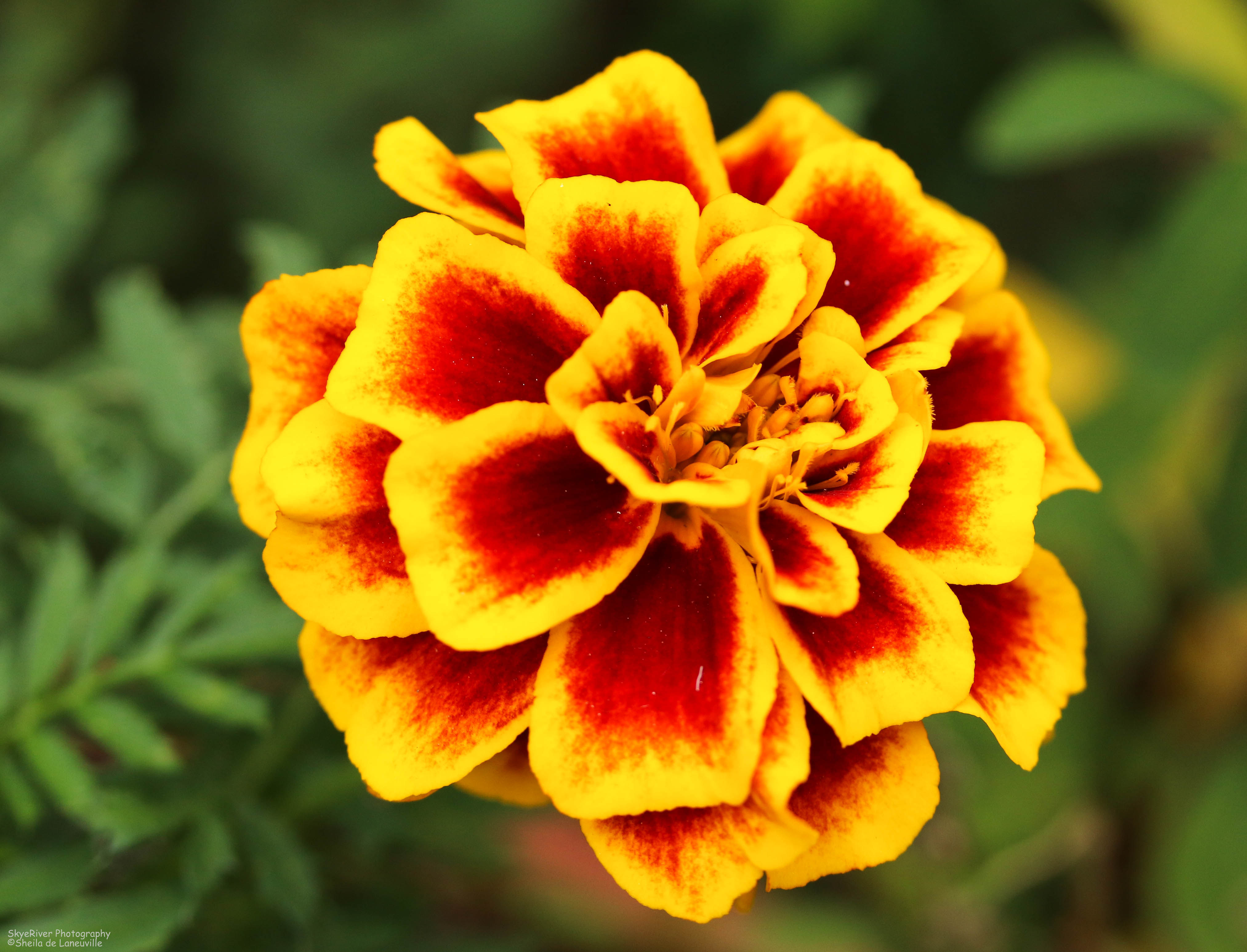 Marigold High Quality Background on Wallpapers Vista