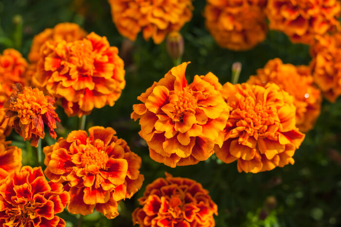 Amazing Marigold Pictures & Backgrounds
