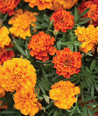 Marigold Backgrounds on Wallpapers Vista