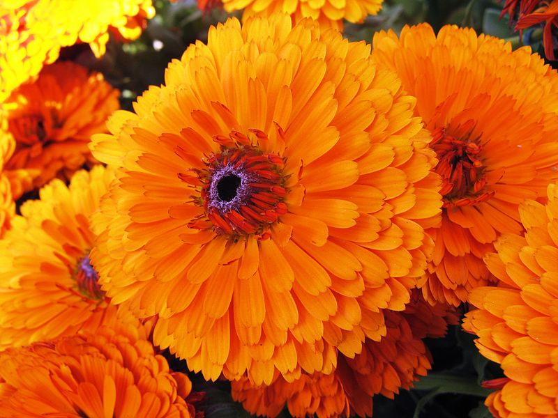 Images of Marigold | 800x600
