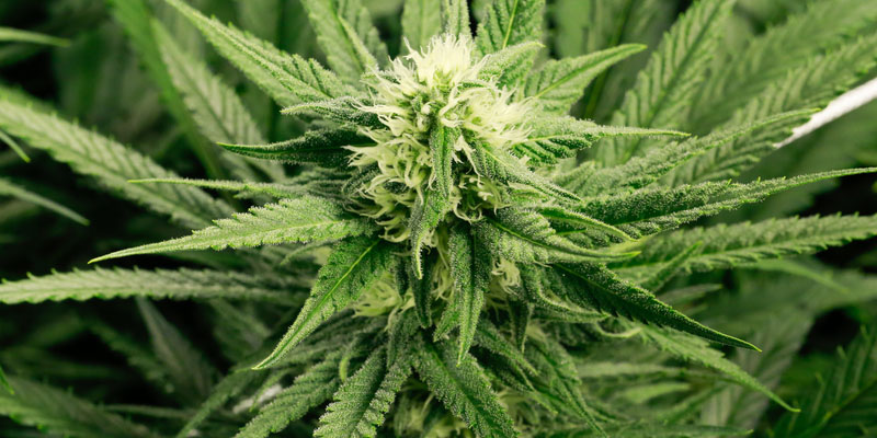 Marijuana HD wallpapers, Desktop wallpaper - most viewed