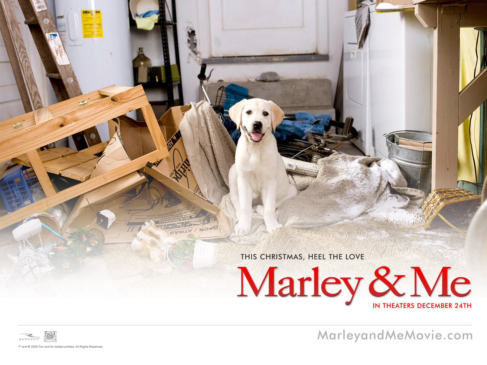 Marley & Me HD wallpapers, Desktop wallpaper - most viewed