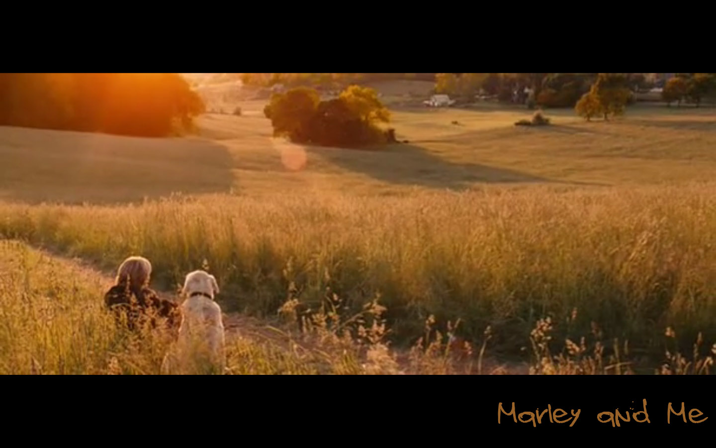 Marley & Me HD wallpapers, Desktop wallpaper - most viewed