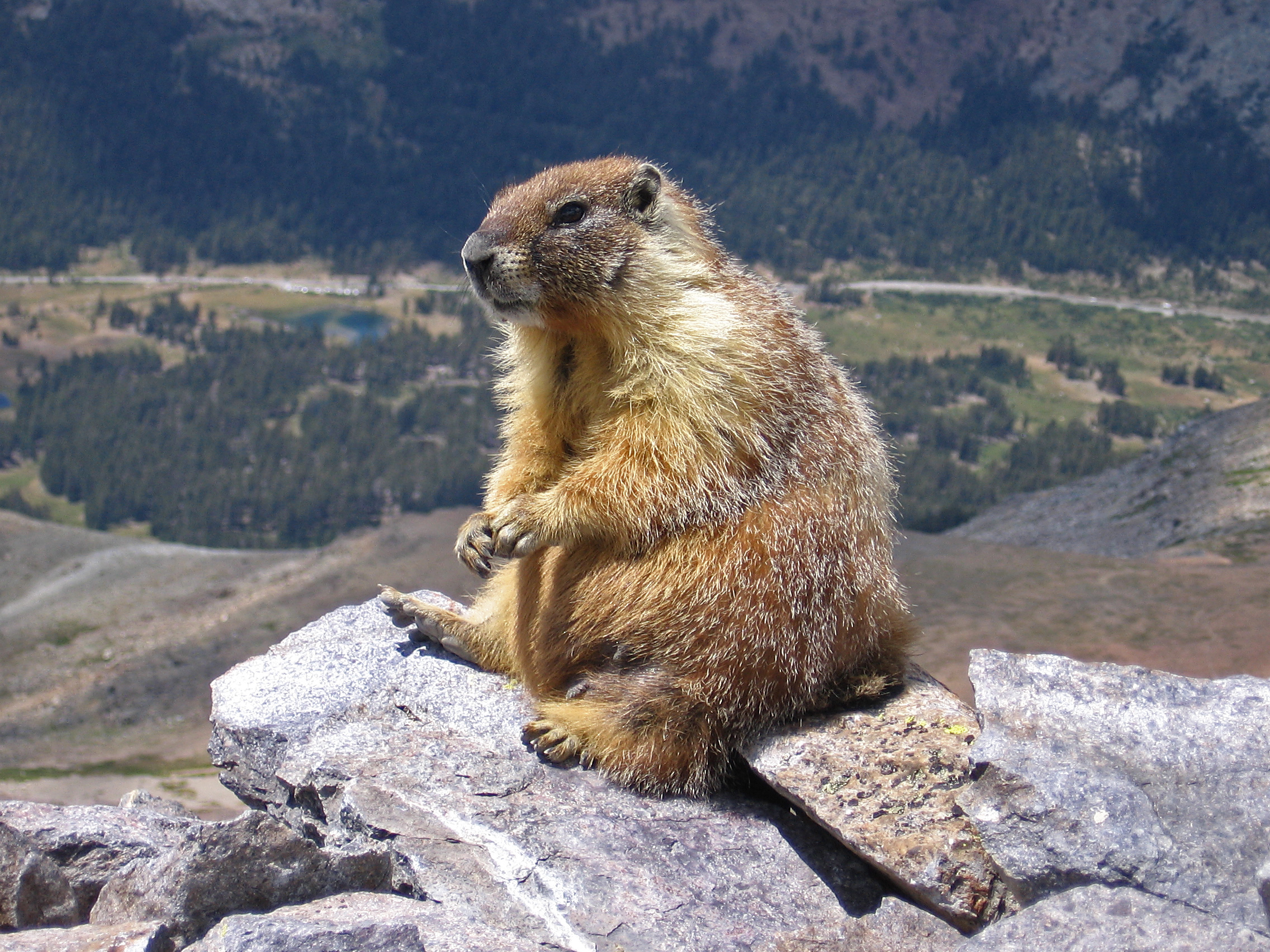Marmot High Quality Background on Wallpapers Vista