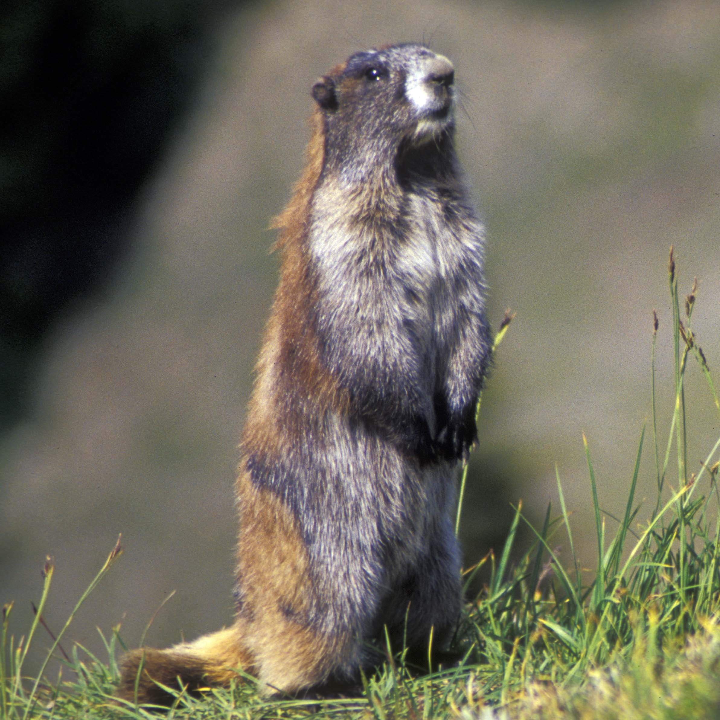 Marmot High Quality Background on Wallpapers Vista